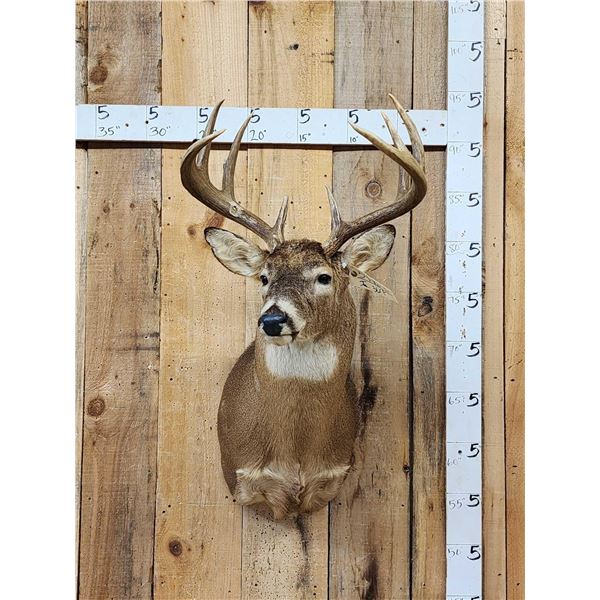 4x4 Whitetail Shoulder Mount Taxidermy