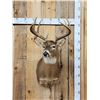 Image 1 : 4x4 Whitetail Shoulder Mount Taxidermy