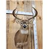 Image 2 : 4x4 Whitetail Shoulder Mount Taxidermy