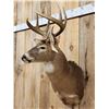 Image 3 : 4x4 Whitetail Shoulder Mount Taxidermy