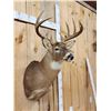 Image 4 : 4x4 Whitetail Shoulder Mount Taxidermy