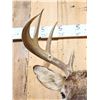 Image 5 : 4x4 Whitetail Shoulder Mount Taxidermy