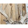 Image 10 : Big Palmated Whitetail Deer Shoulder Mount Taxidermy