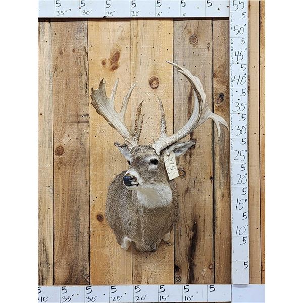Big Palmated Whitetail Deer Shoulder Mount Taxidermy