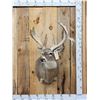 Image 1 : Big Palmated Whitetail Deer Shoulder Mount Taxidermy
