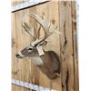 Image 2 : Big Palmated Whitetail Deer Shoulder Mount Taxidermy