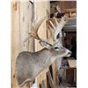 Image 3 : Big Palmated Whitetail Deer Shoulder Mount Taxidermy