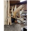 Image 4 : Big Palmated Whitetail Deer Shoulder Mount Taxidermy