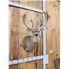 Image 5 : Big Palmated Whitetail Deer Shoulder Mount Taxidermy