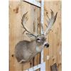 Image 6 : Big Palmated Whitetail Deer Shoulder Mount Taxidermy