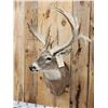 Image 7 : Big Palmated Whitetail Deer Shoulder Mount Taxidermy