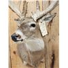 Image 8 : Big Palmated Whitetail Deer Shoulder Mount Taxidermy