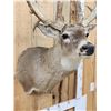 Image 9 : Big Palmated Whitetail Deer Shoulder Mount Taxidermy