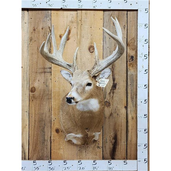 HEAVY Mass 5x5 Whitetail Shoulder Mount Taxidermy