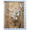 Image 1 : HEAVY Mass 5x5 Whitetail Shoulder Mount Taxidermy