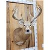 Image 2 : HEAVY Mass 5x5 Whitetail Shoulder Mount Taxidermy