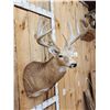 Image 3 : HEAVY Mass 5x5 Whitetail Shoulder Mount Taxidermy