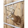 Image 4 : HEAVY Mass 5x5 Whitetail Shoulder Mount Taxidermy