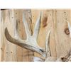 Image 5 : HEAVY Mass 5x5 Whitetail Shoulder Mount Taxidermy