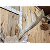 Image 6 : HEAVY Mass 5x5 Whitetail Shoulder Mount Taxidermy