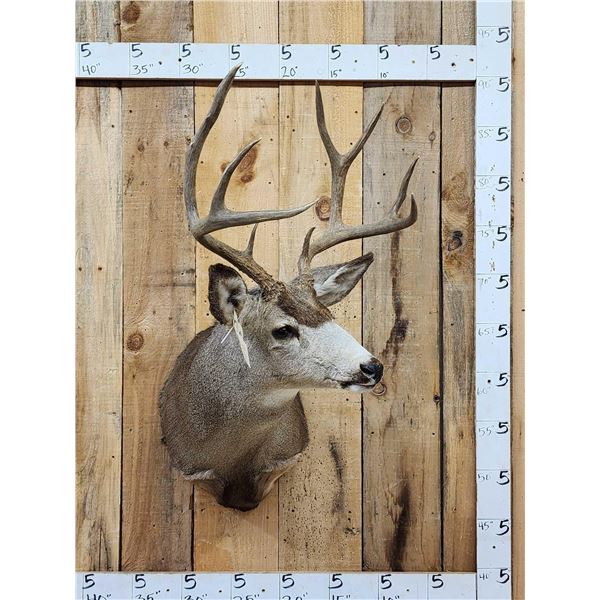 5x5 Mule Deer Shoulder Mount Taxidermy