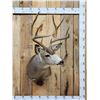 Image 1 : 5x5 Mule Deer Shoulder Mount Taxidermy