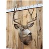 Image 2 : 5x5 Mule Deer Shoulder Mount Taxidermy