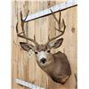 Image 3 : 5x5 Mule Deer Shoulder Mount Taxidermy