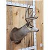 Image 4 : 5x5 Mule Deer Shoulder Mount Taxidermy