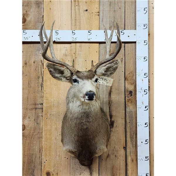 5x5 Mule Deer Shoulder Mount Taxidermy