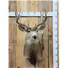Image 1 : 5x5 Mule Deer Shoulder Mount Taxidermy