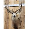 Image 2 : 5x5 Mule Deer Shoulder Mount Taxidermy