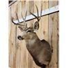 Image 3 : 5x5 Mule Deer Shoulder Mount Taxidermy