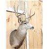 Image 4 : 5x5 Mule Deer Shoulder Mount Taxidermy