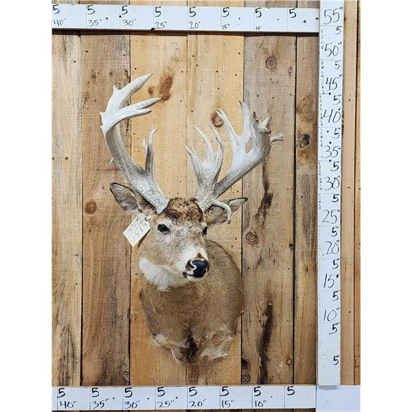 BIG Nontypical Whitetail Shoulder Mount Taxidermy