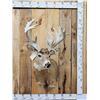 Image 1 : BIG Nontypical Whitetail Shoulder Mount Taxidermy