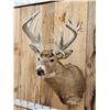 Image 2 : BIG Nontypical Whitetail Shoulder Mount Taxidermy