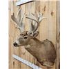 Image 3 : BIG Nontypical Whitetail Shoulder Mount Taxidermy