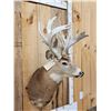Image 4 : BIG Nontypical Whitetail Shoulder Mount Taxidermy