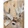 Image 5 : BIG Nontypical Whitetail Shoulder Mount Taxidermy
