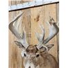 Image 6 : BIG Nontypical Whitetail Shoulder Mount Taxidermy