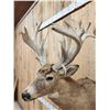 Image 7 : BIG Nontypical Whitetail Shoulder Mount Taxidermy