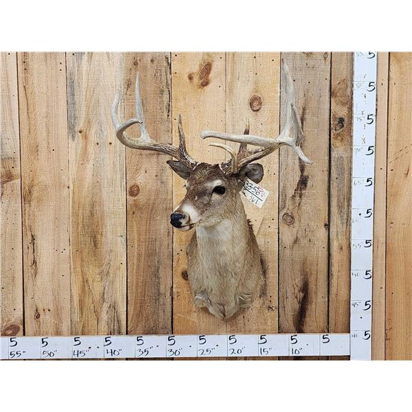 Cool Triple Main Beam Whitetail Shoulder Mount Taxidermy