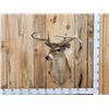 Image 1 : Cool Triple Main Beam Whitetail Shoulder Mount Taxidermy