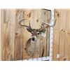 Image 2 : Cool Triple Main Beam Whitetail Shoulder Mount Taxidermy