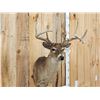 Image 3 : Cool Triple Main Beam Whitetail Shoulder Mount Taxidermy