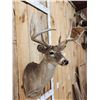 Image 4 : Cool Triple Main Beam Whitetail Shoulder Mount Taxidermy