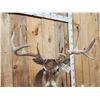 Image 5 : Cool Triple Main Beam Whitetail Shoulder Mount Taxidermy