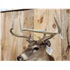 Image 6 : Cool Triple Main Beam Whitetail Shoulder Mount Taxidermy