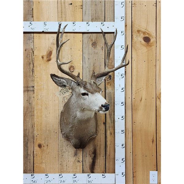 5x5 Mule Deer Shoulder Mount Taxidermy